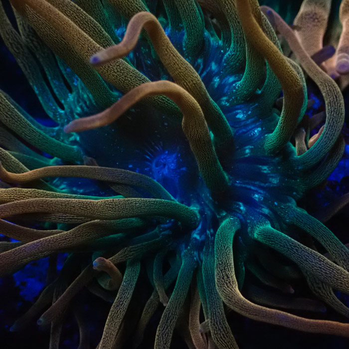 Entacmaea MC Quadricolor Sunburst