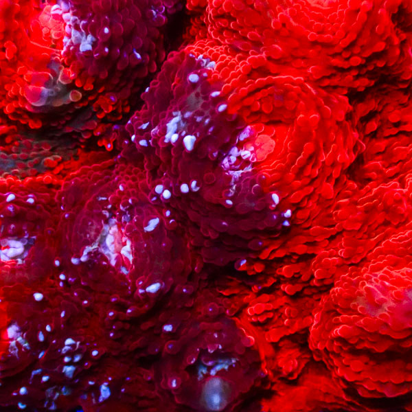 Chalice MC Crimson Scar