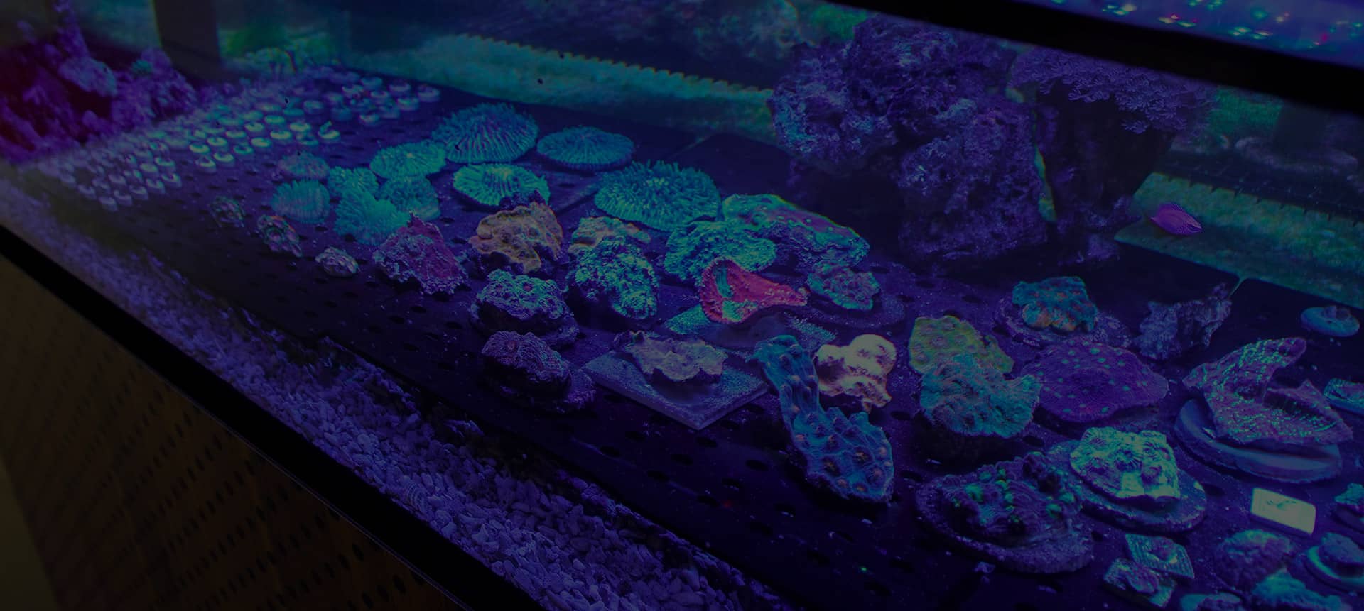 Großes Schaubecken in Kirchardt mit exklusiven Korallen und Riffbewohnern – Einblick in unsere Zuchtanlage
