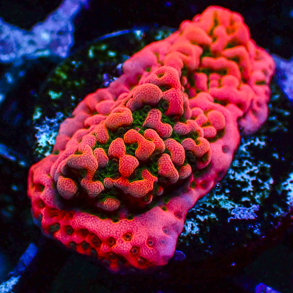 Montipora MC Cherry Tree
