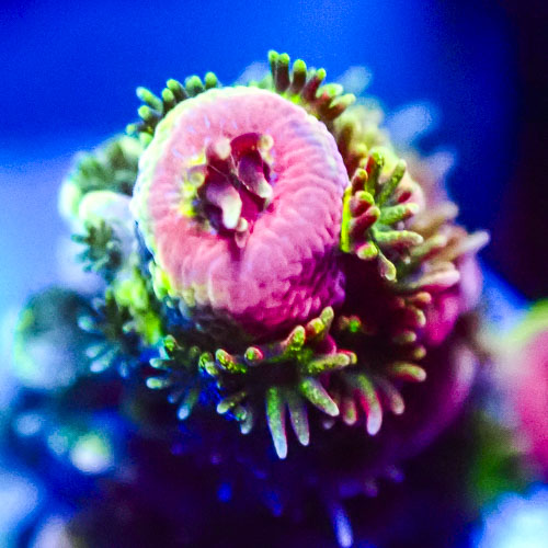 Acropora MC Tricolor Blossom