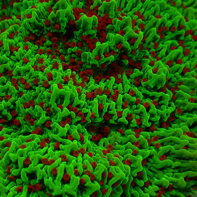 Montipora Chilli Pepper Frag 01