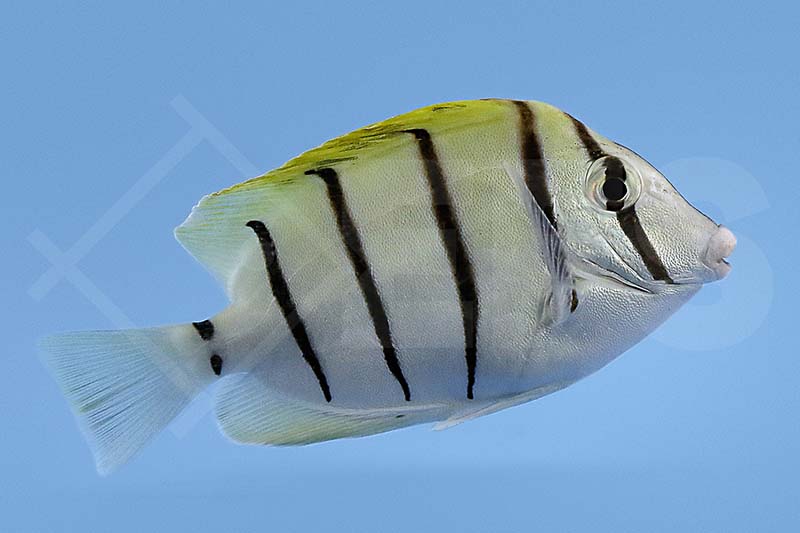 Sträflings Doktor (Acanthurus Triostegus)