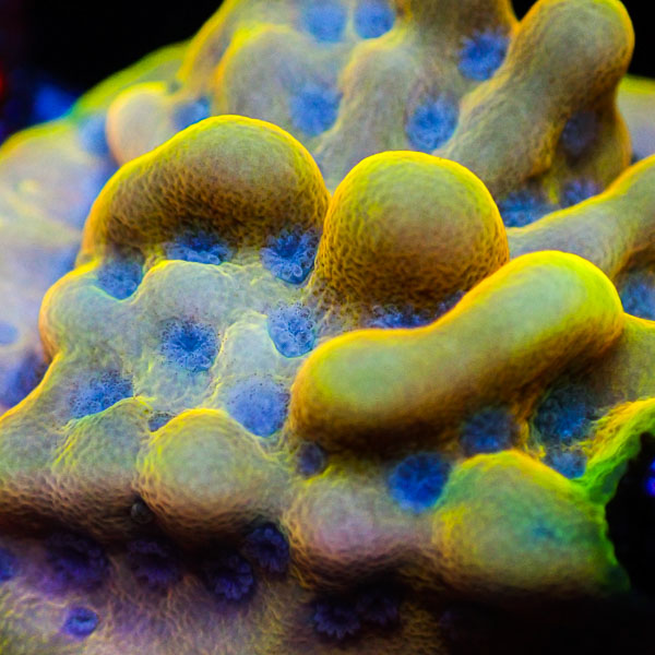 Montipora MC Crazy T.