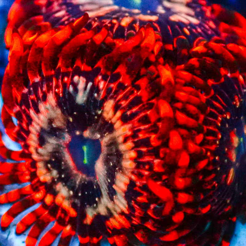 Zoanthus MC Utter Chaos