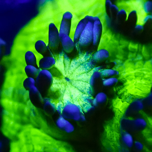 Goniopora MC Galaxy NZ