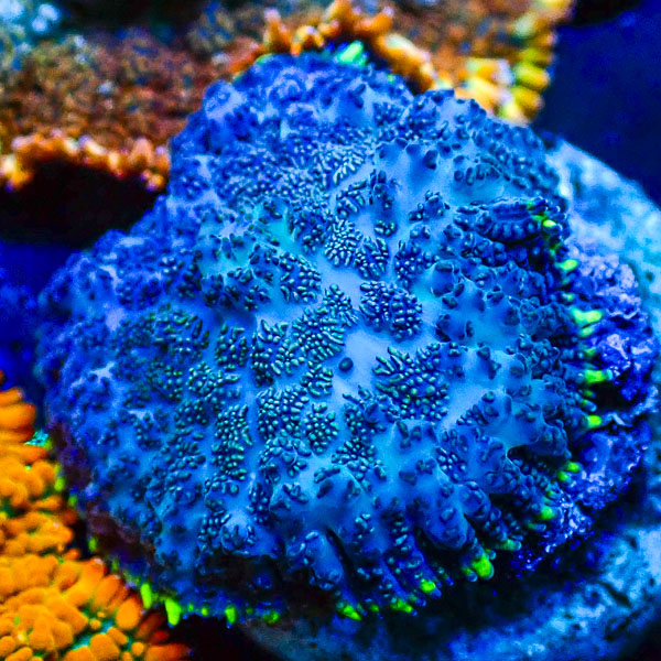 Rhodactis MC Deep Ocean