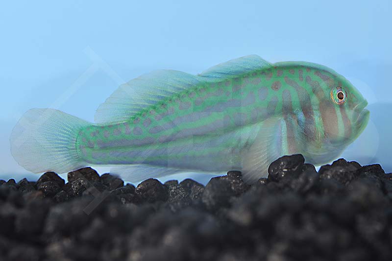 Blaupunkt Korallengrundel (Gobiodon histrio)