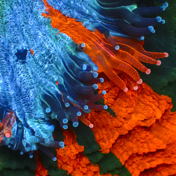 Acanthophyllia MC Sunken Crown