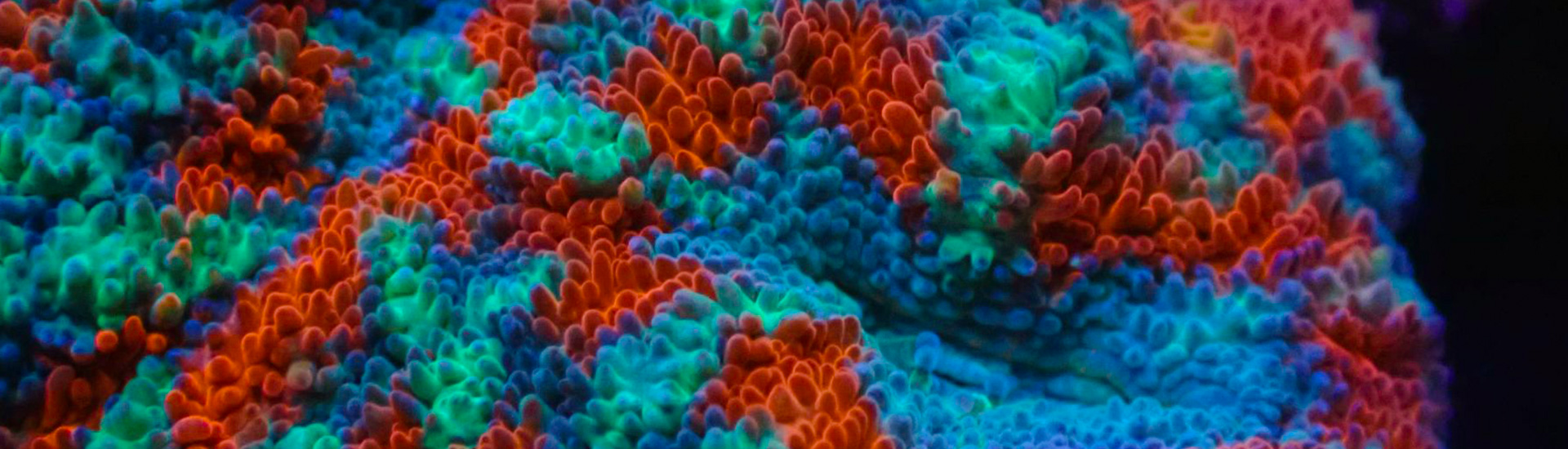 Micromussa Koralle mit kontrastreicher Farbmusterung