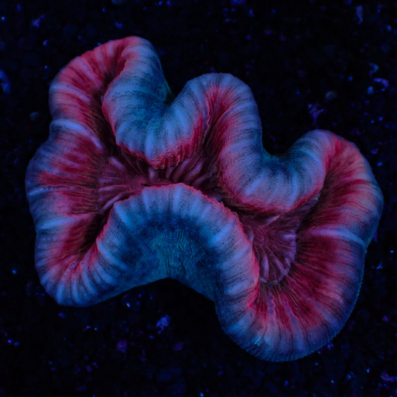 Lobophyllia