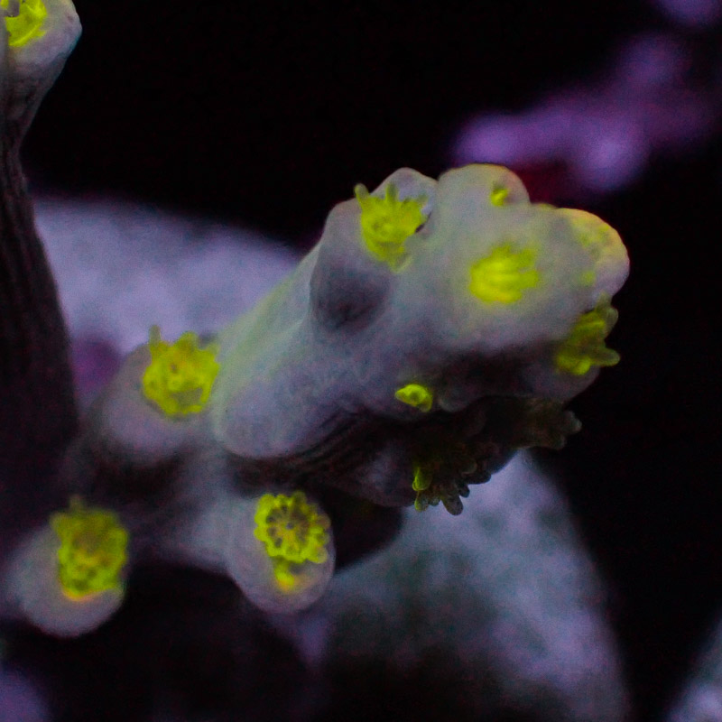 Speciosa Flaming Sunrise Frag 04