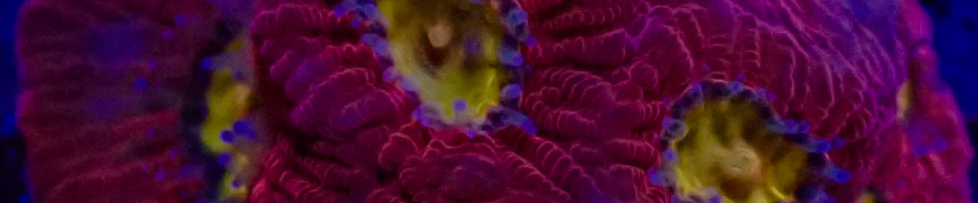 favia_kategorie-header