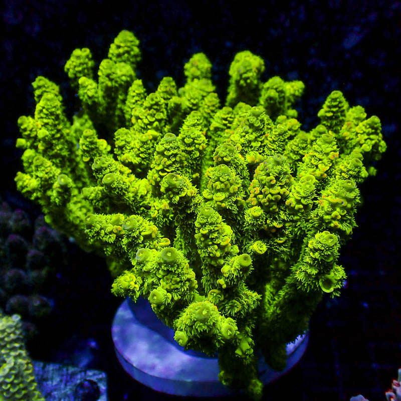 Acropora Walt Disney Grün Gelb – Ikonische SPS mit Neon-Tips