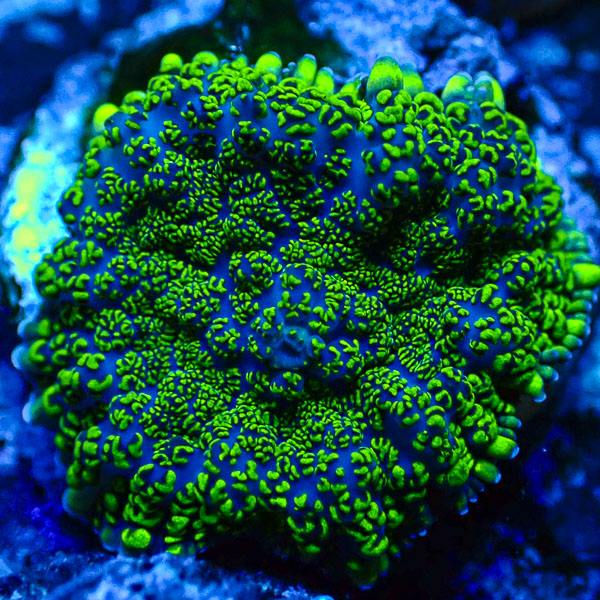 Rhodactis MC Venom Iceburst