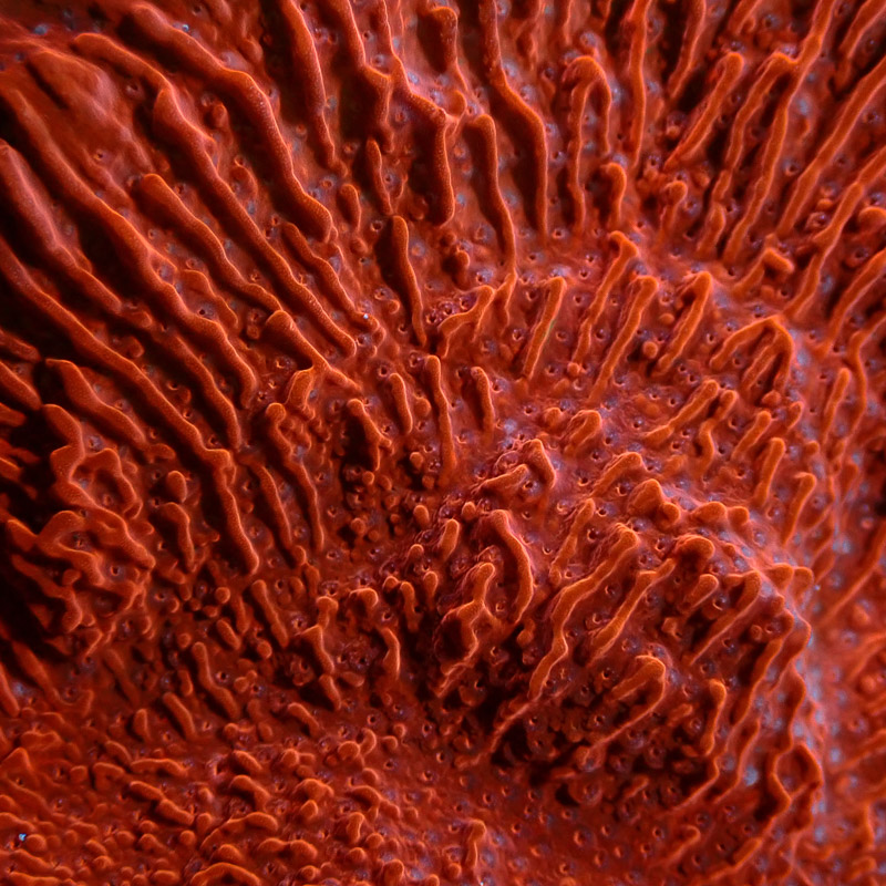 Montipora Rot Frag 03