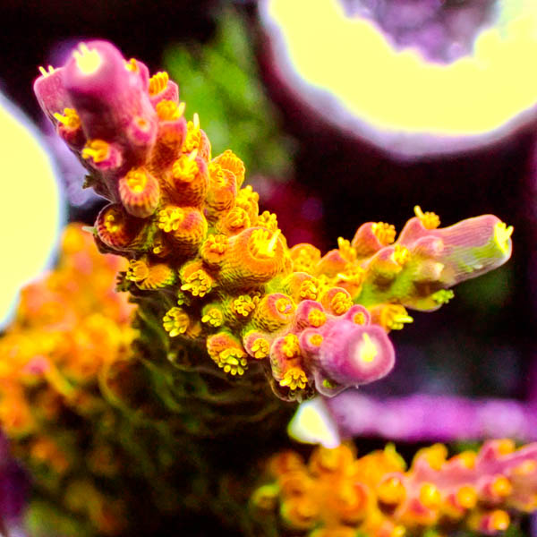 Acropora