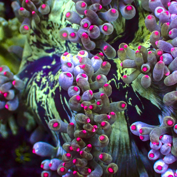 Catalaphyllia MC Frozen Bubbles
