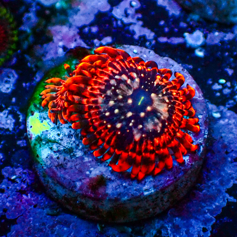 Zoanthus MC Utter Chaos