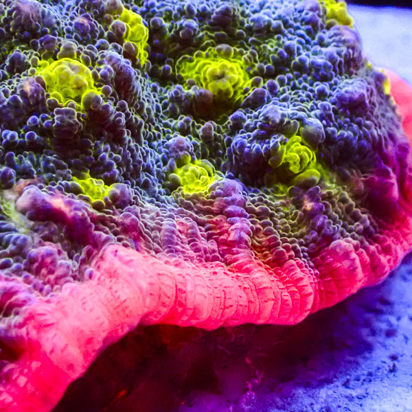 Chalice Frankenstein's Wife NZ CTO