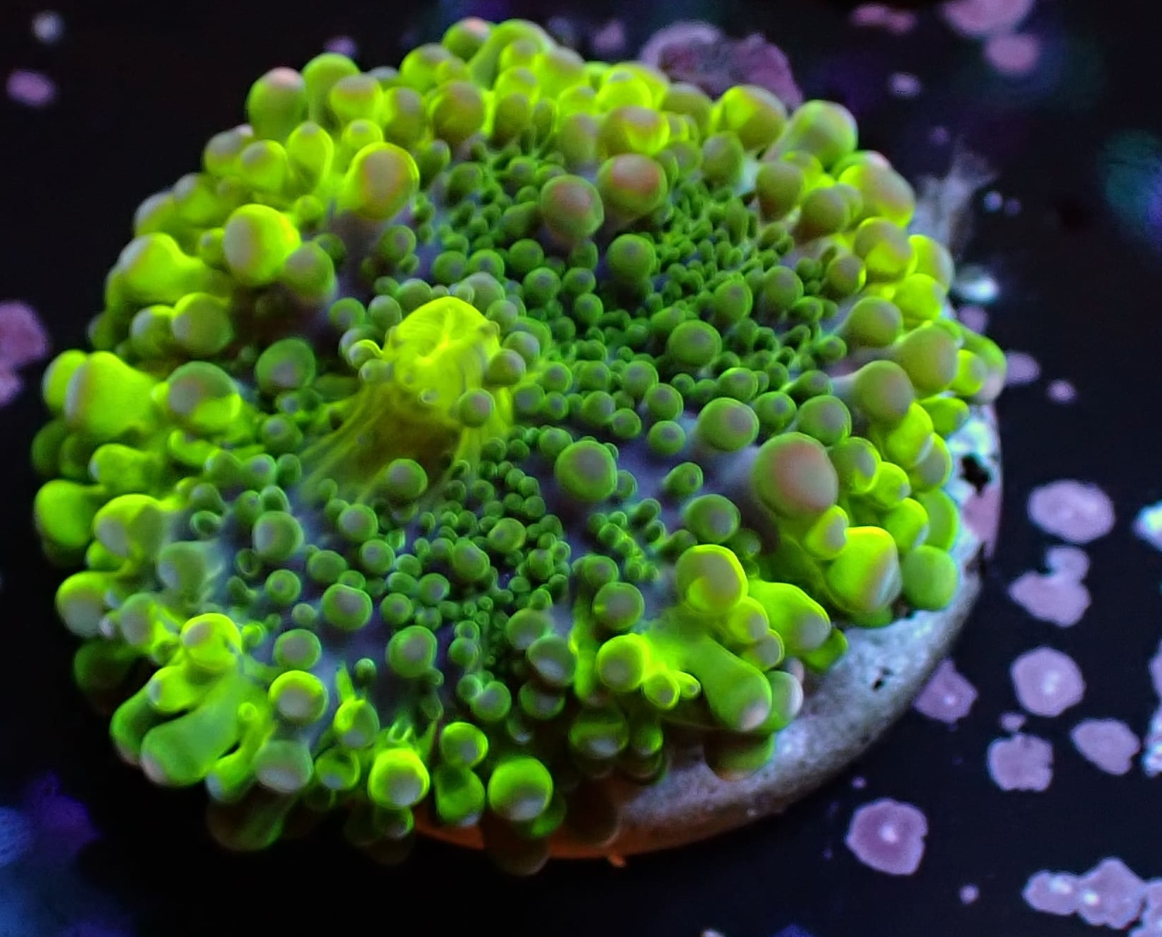 Ricordea Yuma ultra grün DNZ