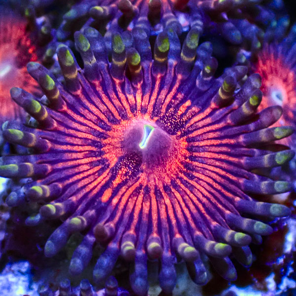 Zoanthus MC Armageddon