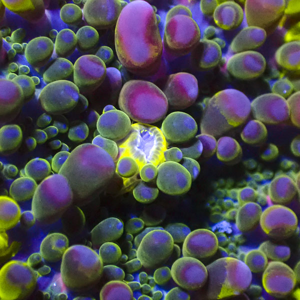 Ricordea Yuma MC Aurora Bloom