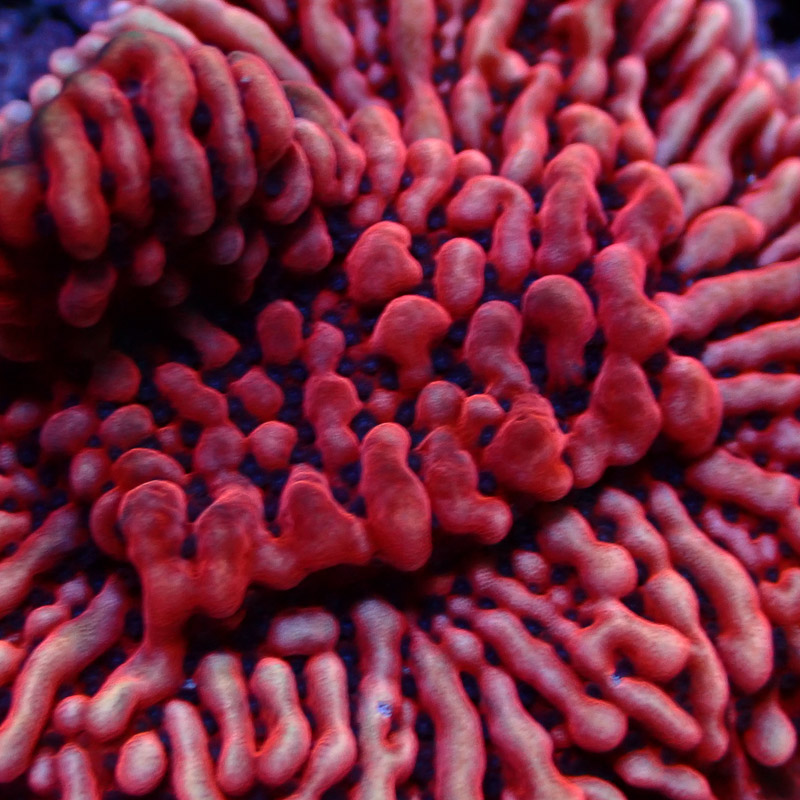 Montipora Mean Streak Frag 23