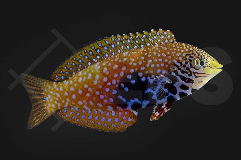 Diamantlippfisch (Macropharyngodon Bipartus)