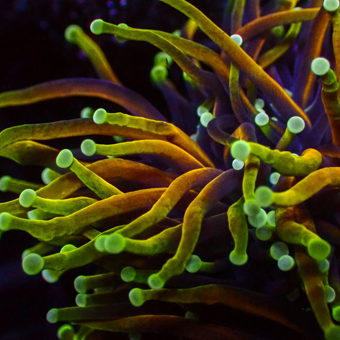 Euphyllia Glabrescens Hellfire Ultra