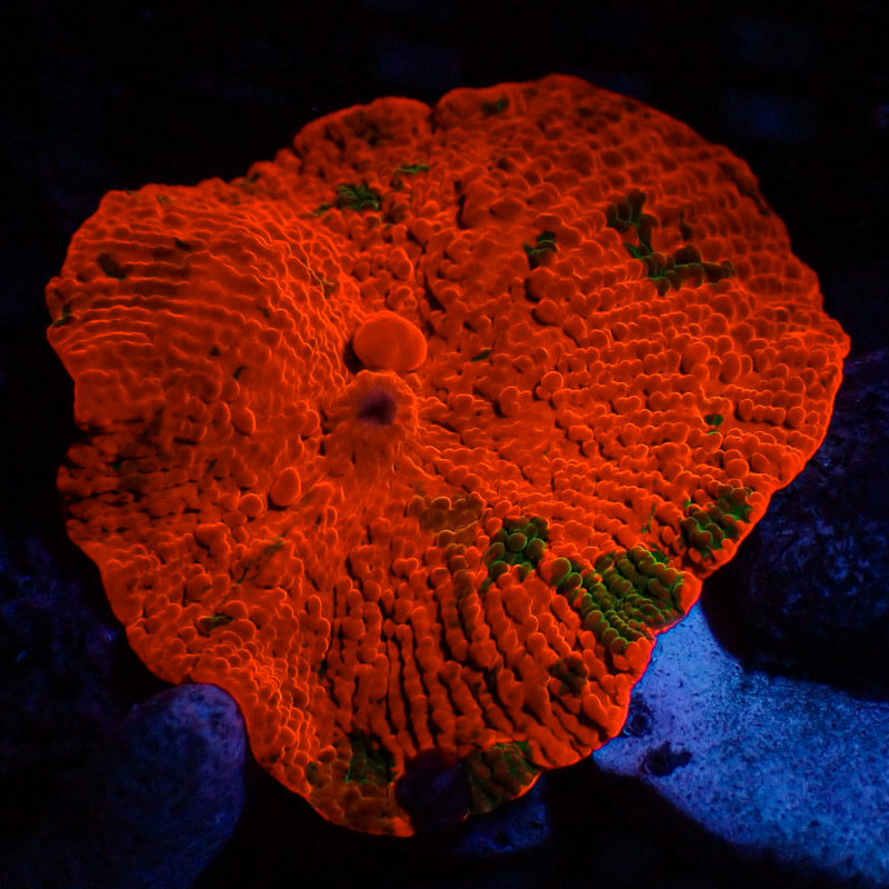 Discosoma Jawbreaker Frag 01