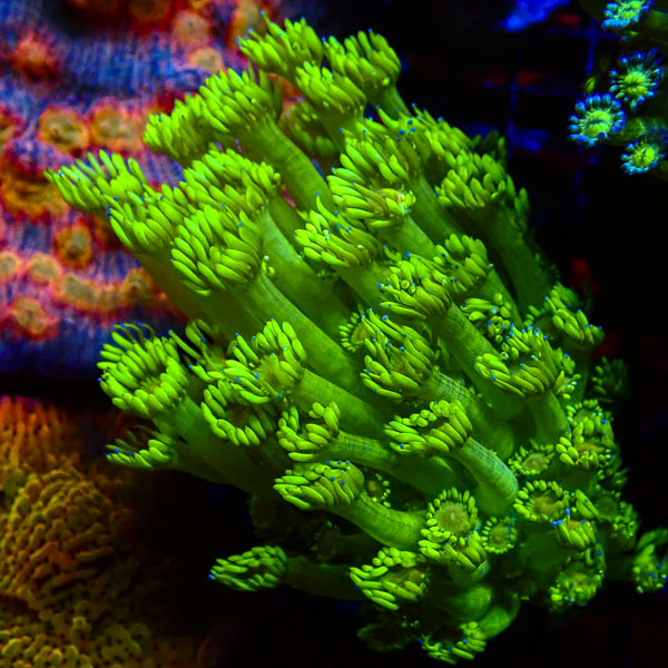 Alveopora MC Lime Torch NZ CTO