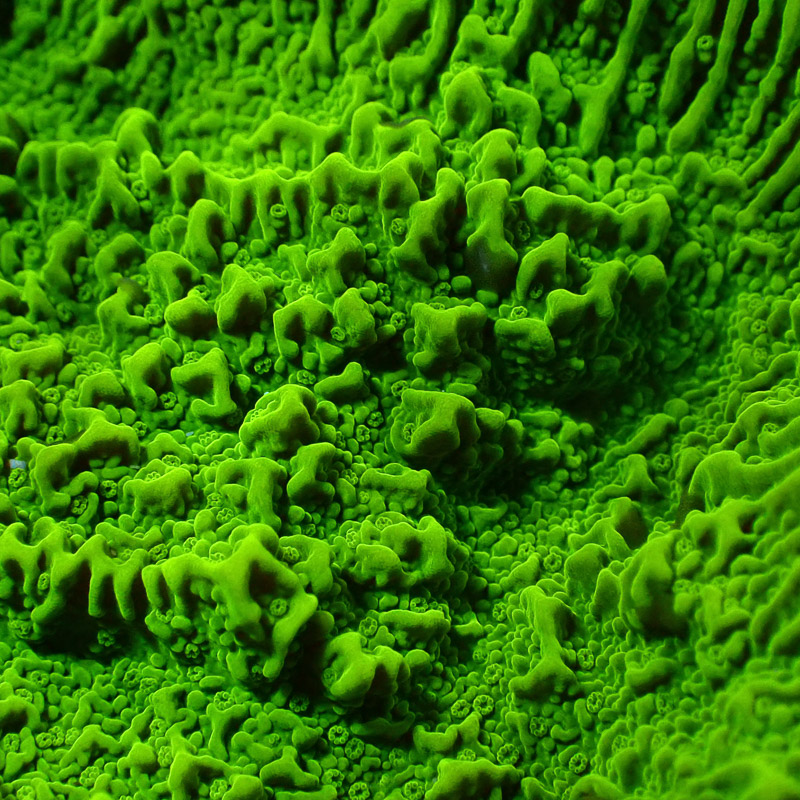 Montipora Grün Frag 16