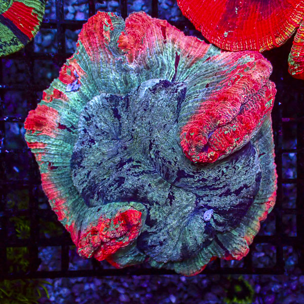 Trachyphyllia MC Azure Iris