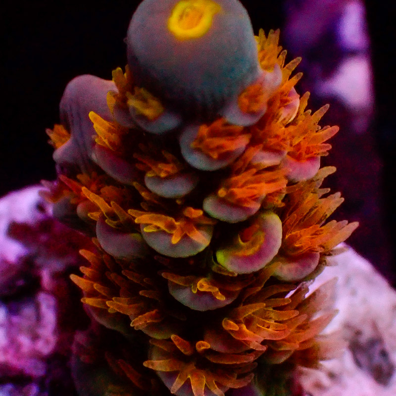 Acropora