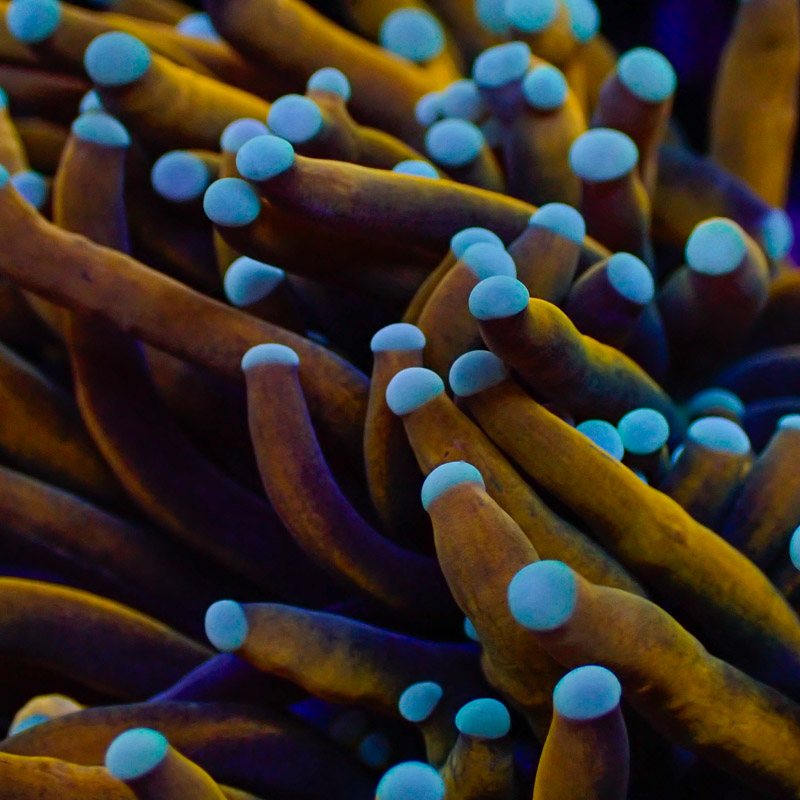 Euphyllia Glabrescens