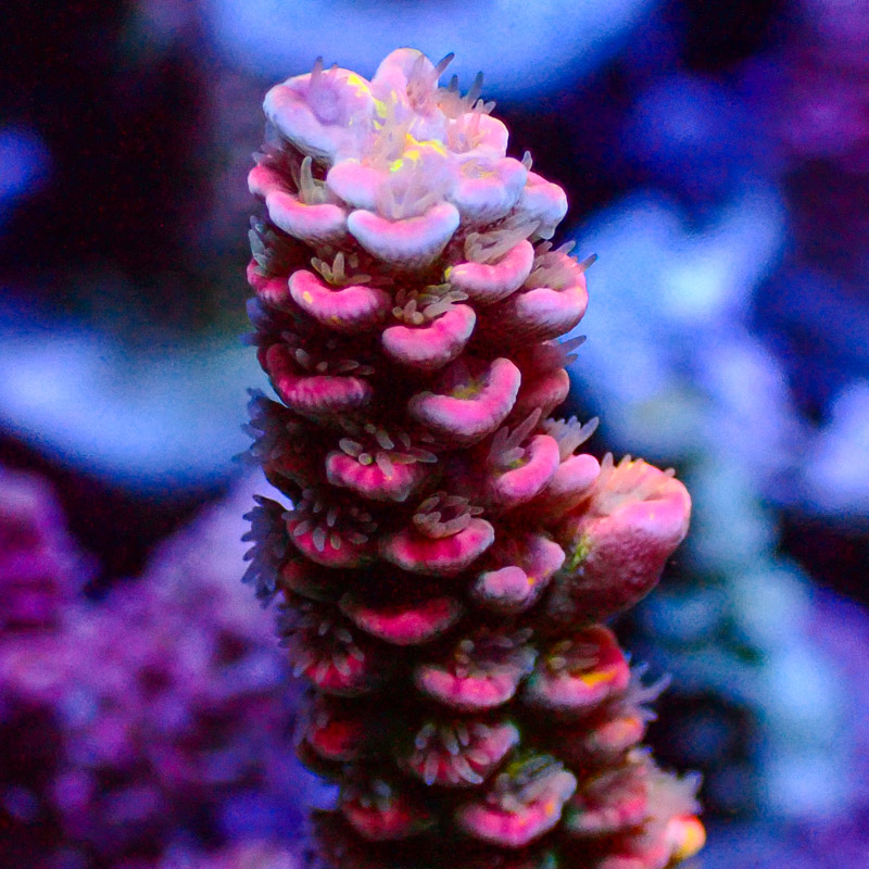 Acropora Crafted