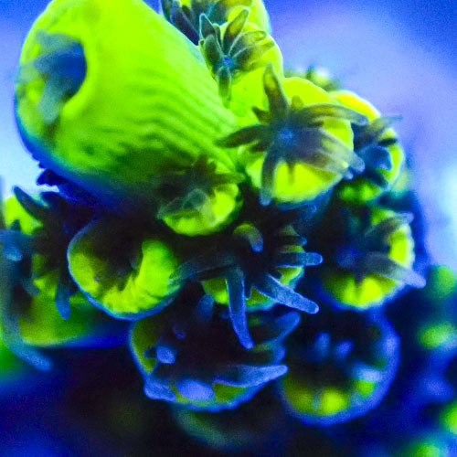 Acropora MC Neon Citrine