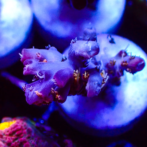 Acropora MC Purple Sunburst