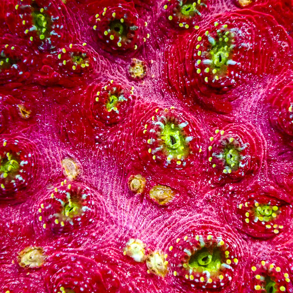 Chalice MC Hypernova Blossom