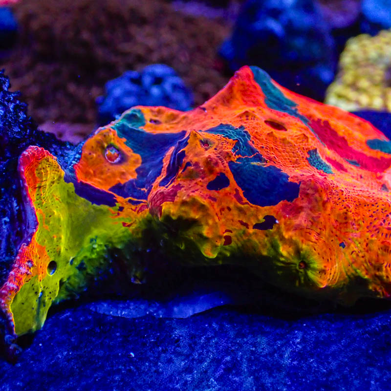 Chalice Ultra Kaleidoskop – Leuchtendes Multicolor-Exemplar (EU-exklusiv)