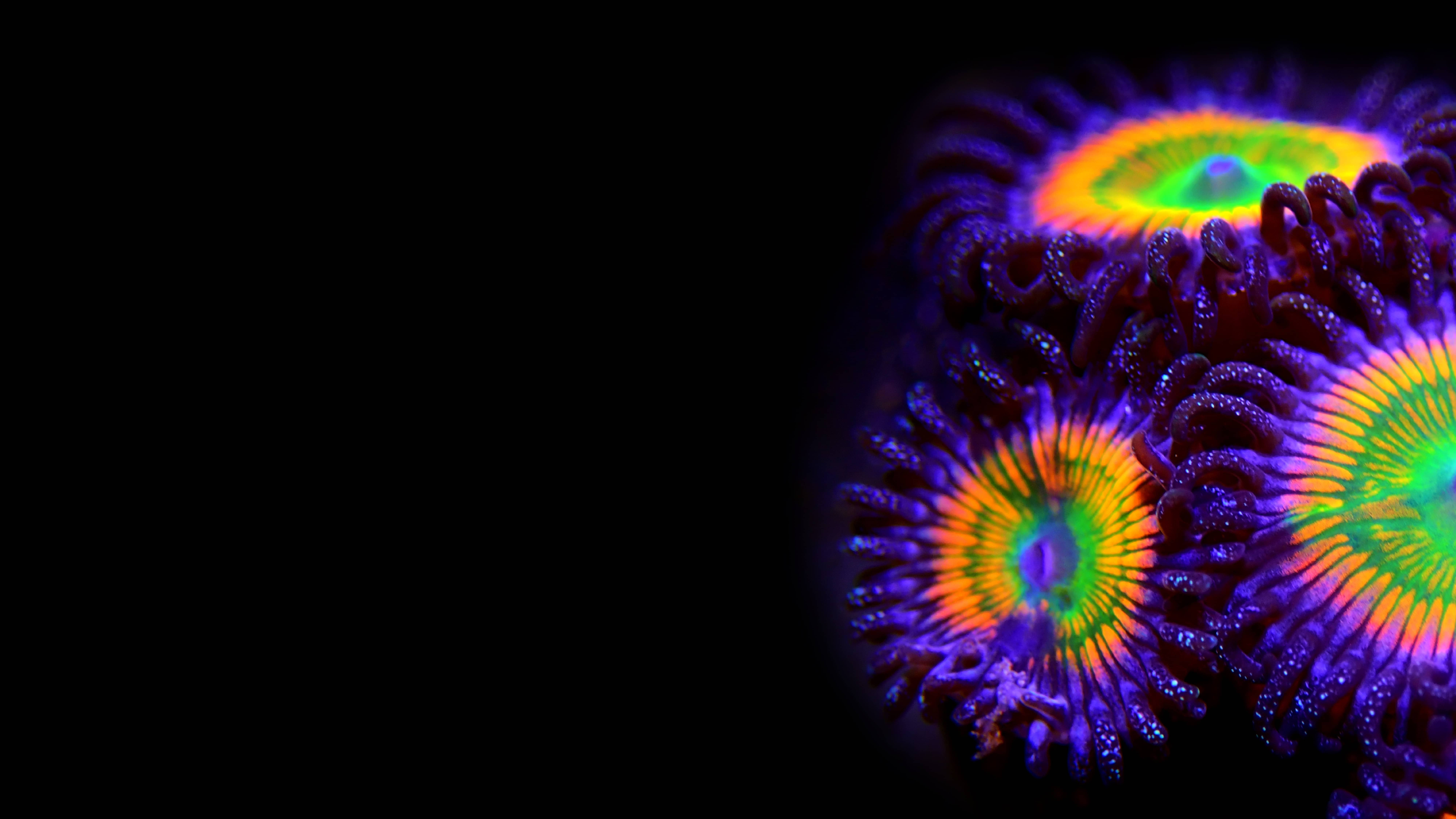 Zoanthus Rainbow Kolonie auf Ablegerstein