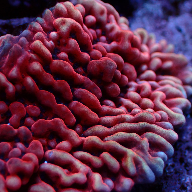Montipora Mean Streak Frag 28
