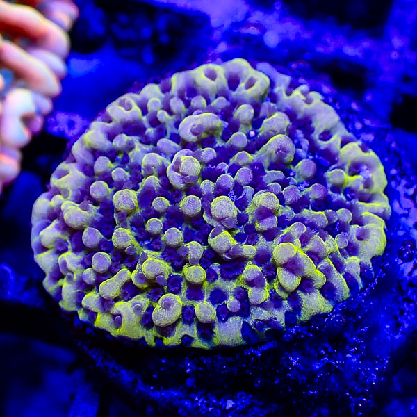 Montipora MC Emerald Plasma