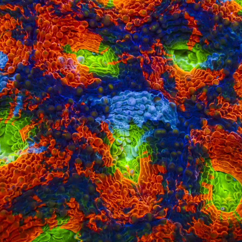 Acanthastrea echinata Crafted – Blau/Orange mit hellgrünen Neonmündern