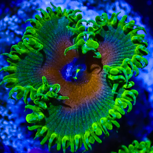 Zoanthus MC Captain America Protopaly
