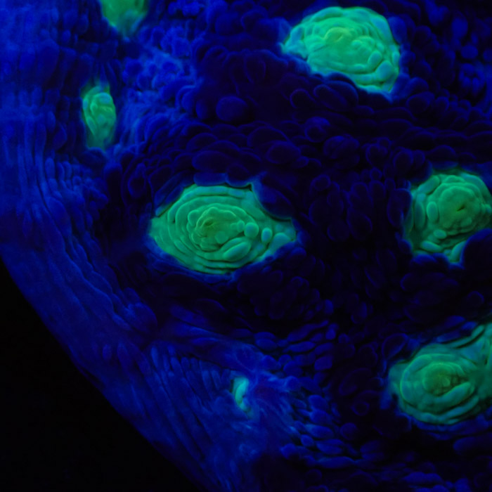 Chalice MC Chernobyl Frag 05