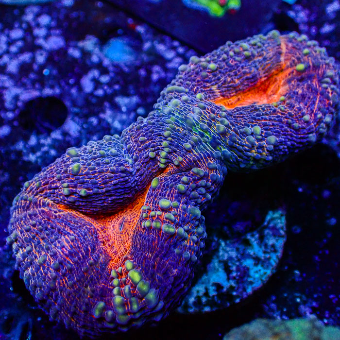 Lobophyllia MC Purple Dream Frag 1