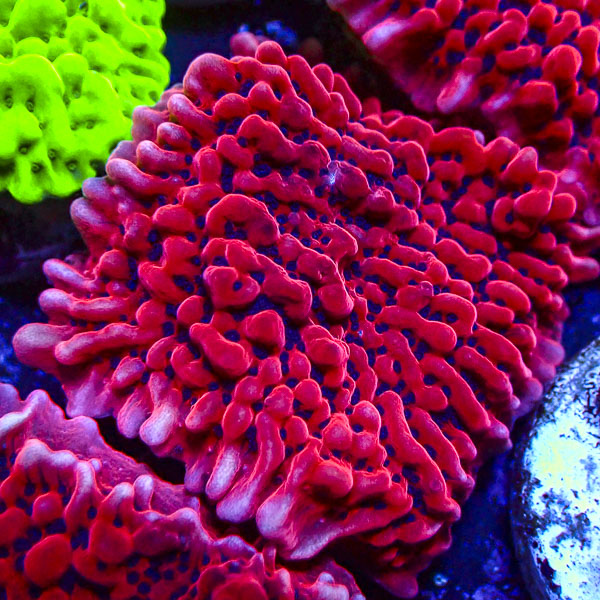 Montipora MC Mean Streak