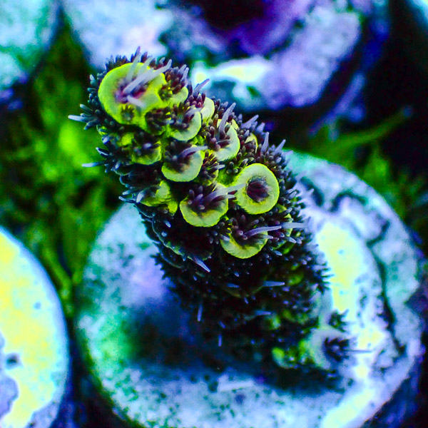 Acropora Hellgrün/Violett/Weiß